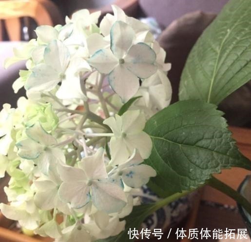 花卉|养花“嫌”住房没阳光，这4种花卉，适合阴凉处养护，同样能开花！