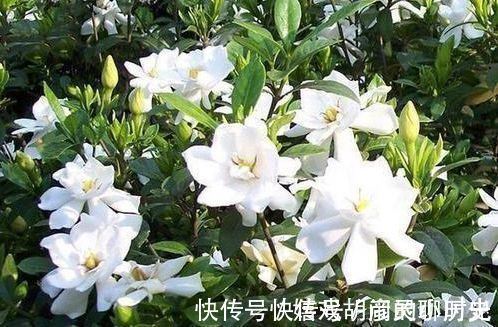 朱顶红|家里养上4种花,直接变成小花园,开花又大又艳,比牡丹美