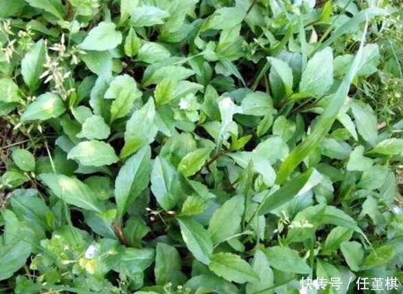 不起眼|农村路边的一种野菜,看着一点不起眼,但味道是很好吃的