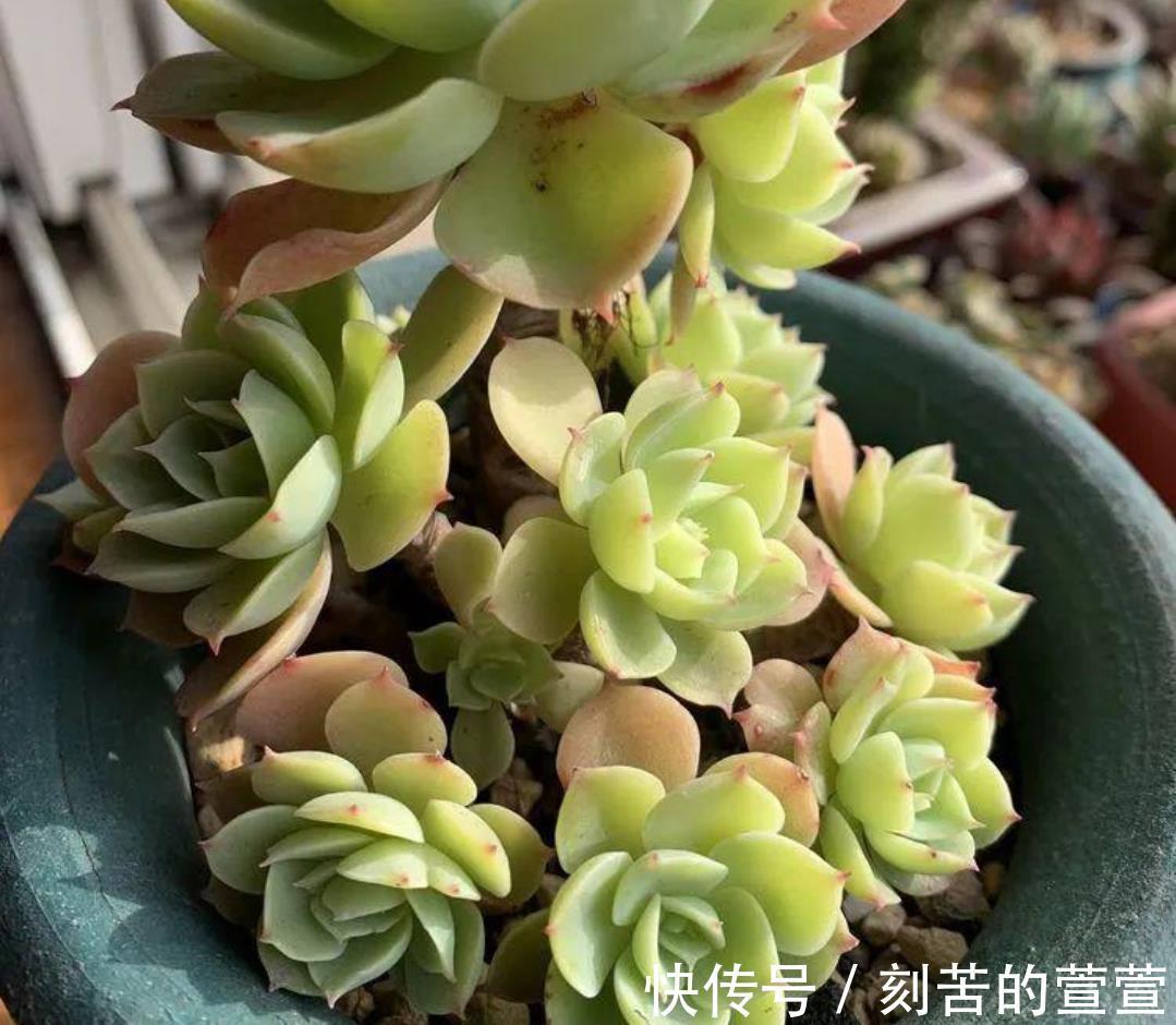 多肉柠檬玫瑰太好养了吧,4个小技巧养出手捧花,颜值超级漂亮