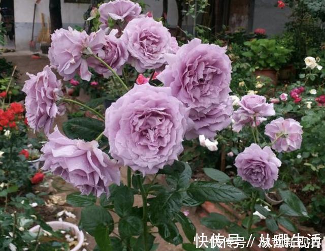 月季花|月季有个“生长开关”,将它打开,花朵数量“多1倍”,要学