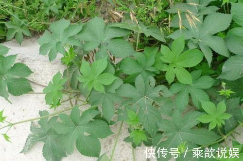 皮肤发痒|农村当杂草除掉的一种草，是治疗皮肤发痒的奇药，一抹就见效