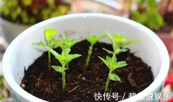 淘米水|很多人问淘米水能直接浇花吗一个步骤教你将其变成绝佳肥料!