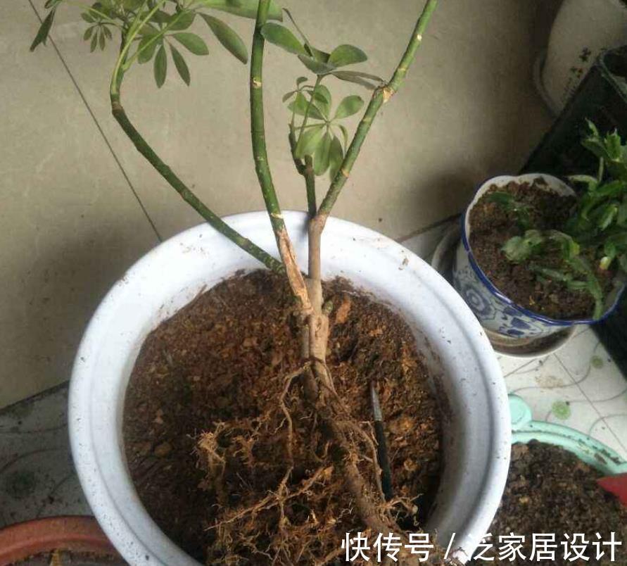 睡莲|旧土养花，简单一加工，肥效成倍，3种花谨慎用土，用了难养活