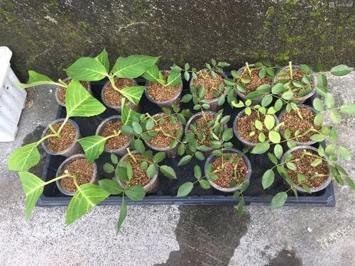 2种“扦插法”,养花人都学学,谁插都活,新手也能“插满根”