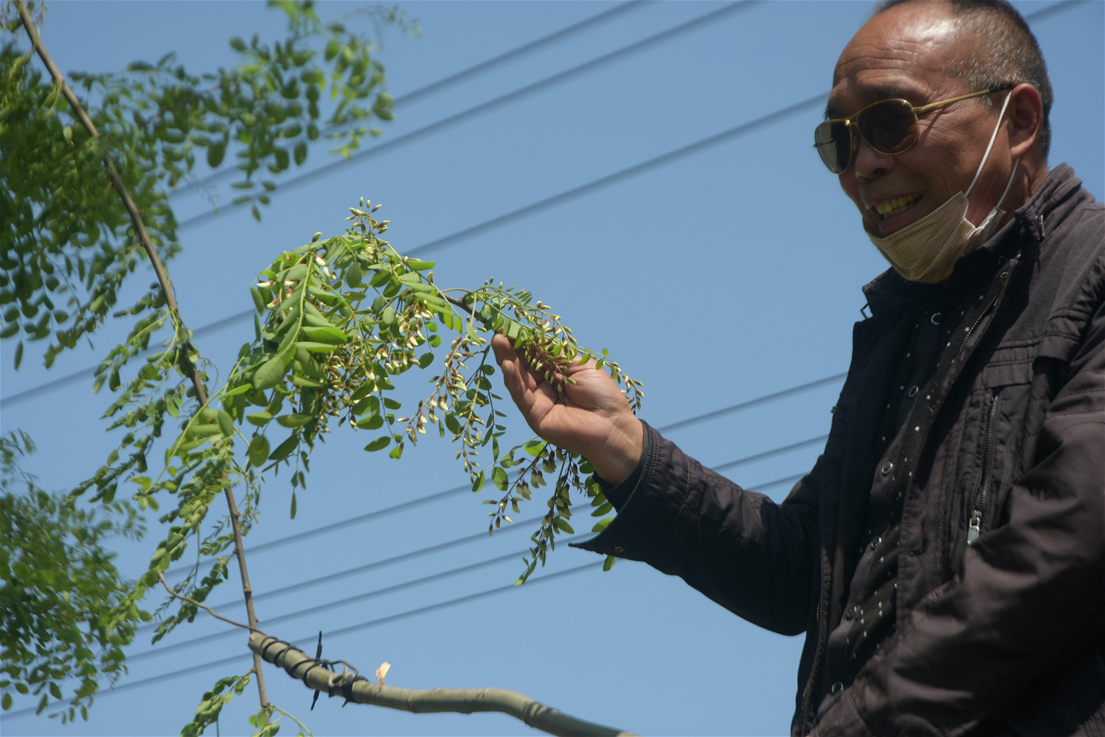列入|长在树上的野菜,滥采摘会被列入“黑名单”,如今愈发珍贵