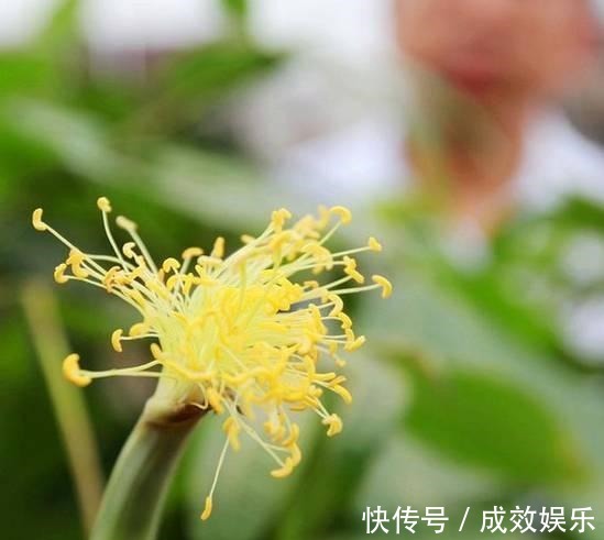 盆栽养花发财树这样养,再也不烂根,开花结果黑油亮