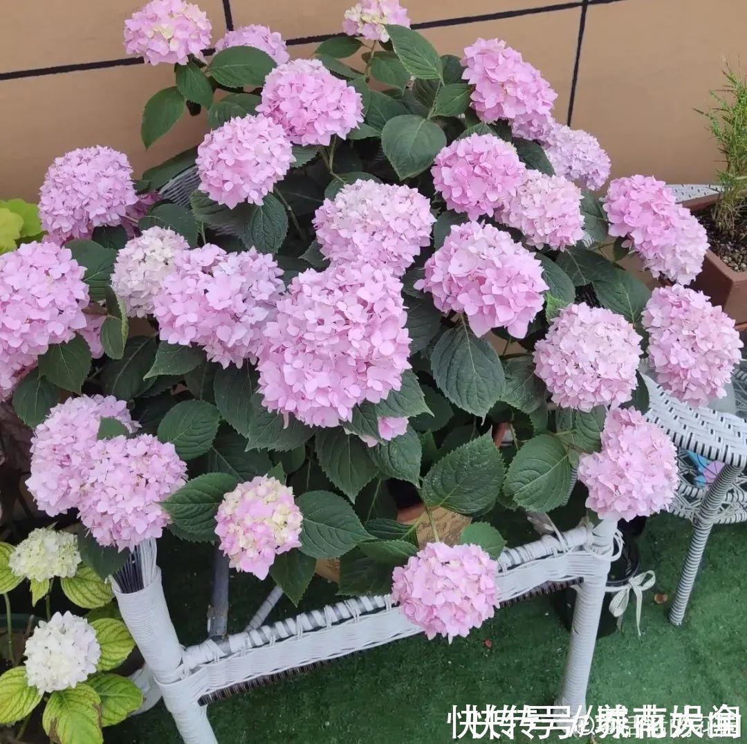 耐旱|超级耐旱花,整个冬天不浇水,还能胖一圈