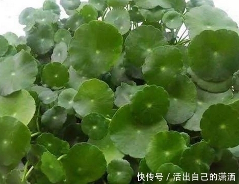 手掌|妈妈养铜钱草年年用这1招，养出来的铜钱草爆满盆，叶子比手掌大