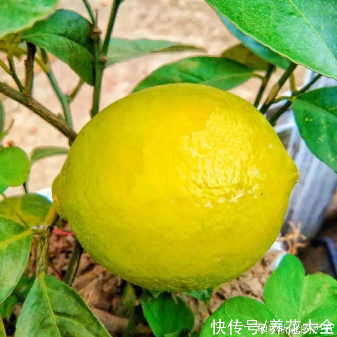 奥绿肥|家里养盆柠檬树,四季都结果,满屋子香味,开花胜过香水