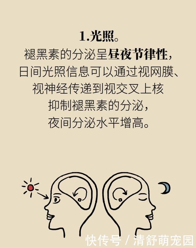 褪黑素|为啥失眠?因为不分泌褪黑素!为啥不分泌褪黑素?因为……
