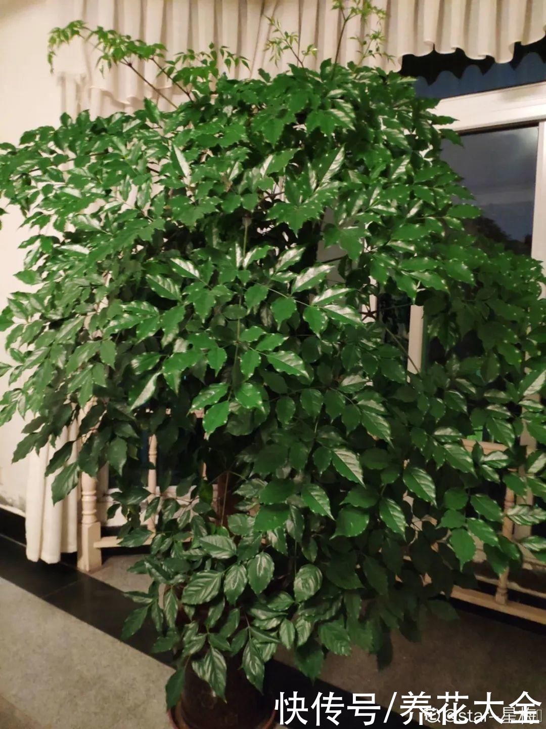 10种花越高越值钱，能长到2米，大高个霸气镇宅