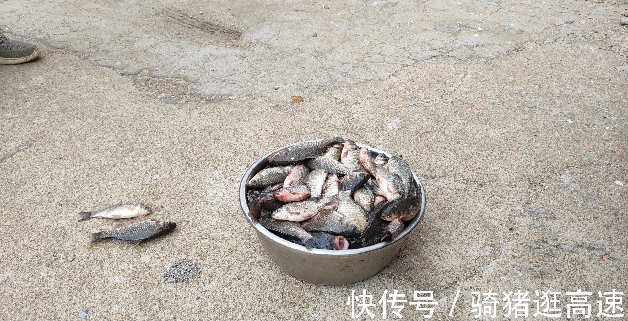 钓鲫鱼20多年,才发现秋季钓鲫鱼最实用的四招,鱼获翻倍就靠它了