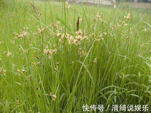 野草|农村这种野草你肯定见过，有开胃消化食物，清热利湿的功效！