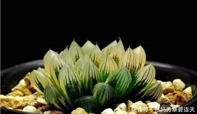 这个小盆栽居然卖600多万,快看看你家有没有!