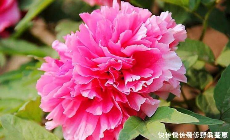 月季|此花超漂亮，沾土就活，开花又大又艳，花形别致，散发芳香