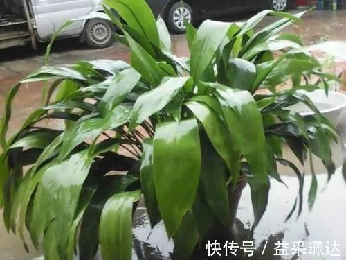 君子兰|低于5度,6种花一整个冬天不浇水,也能照样活!