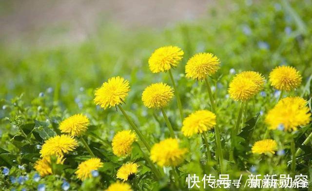 家里有条件养这3种花,开花漂亮价值高,一克就能几百元
