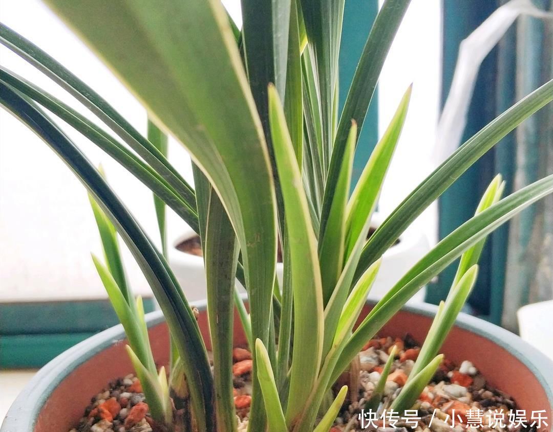 花友|兰花久久不冒新芽,喂点天然促根水,15天冒9颗芽
