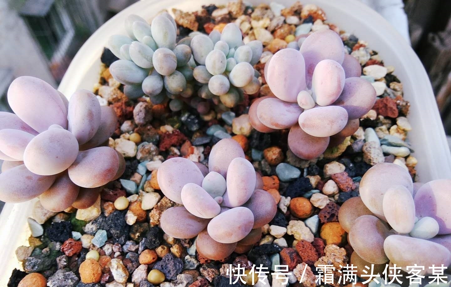 火烧土比较硬,还带有很多细小的气孔,拿来养多肉是不是非常好?