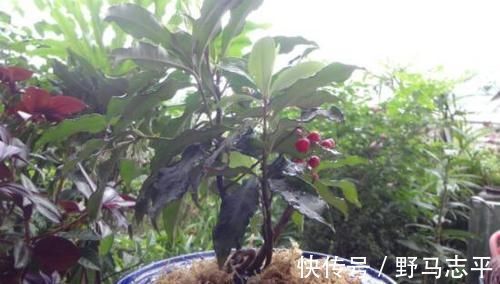春天里|灌木丛里的小红果,过去摘来当零食,殊不知是珍贵的“黄金万两”