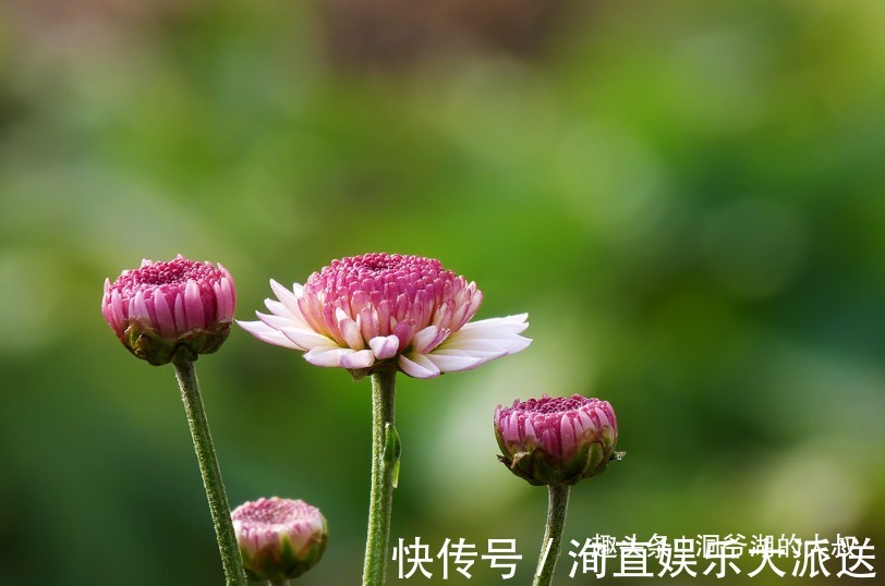 懒福|天生“懒婆娘”的三个生肖女，却命很好，人懒却得宠，懒人有懒福