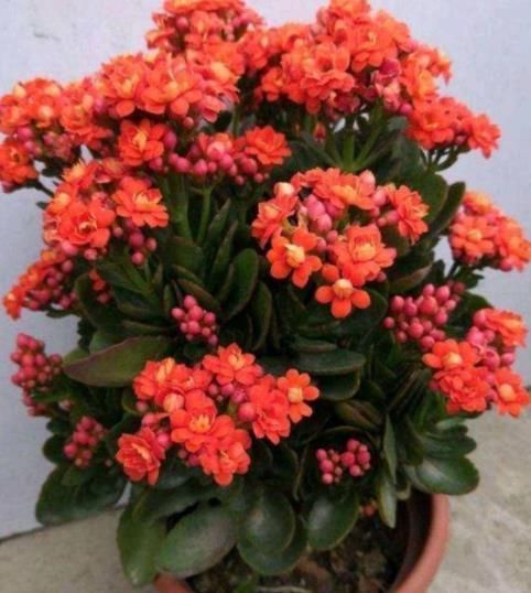 冬天家里养了5种花，多开窗通风晒太阳，顺利长花苞开爆花