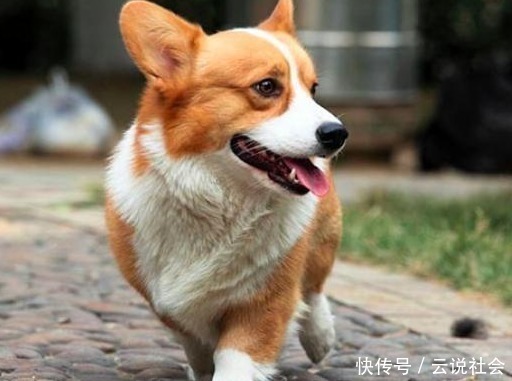 养狗 我只想养 柯基犬 这6大好处让我无法拒绝 天合乐学帮助家长发现孩子的更多可能