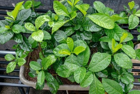 北方家里当宝的花,南方大马路上全都是,我酸了!