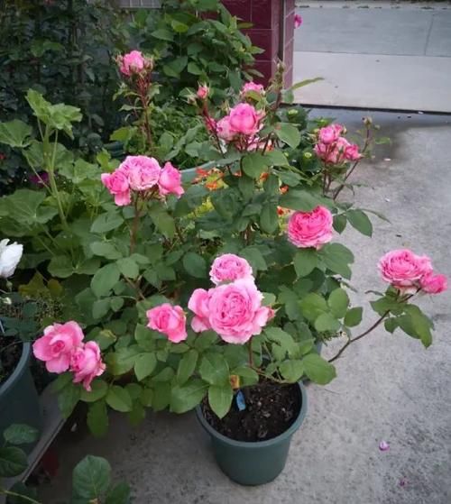 月季长满了花苞还能换盆吗？浇水来不及怎么办？