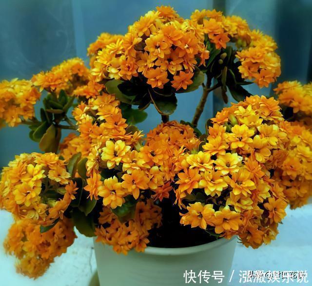 君子兰|7种花,就要“穷着养”,花盆越小,长势越喜人