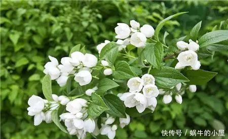 茉莉花|4种花现在养一盆正当时,个个开成大花球,耐热耐晒颜值高