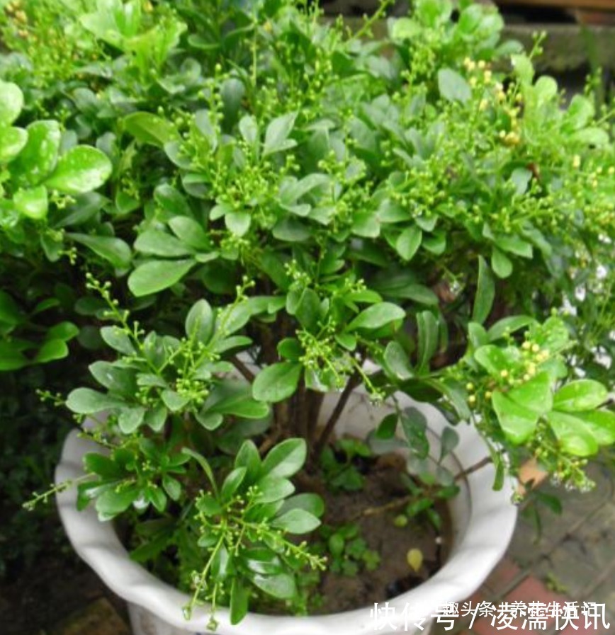 新买的米兰花,没多久就黄叶,需要注意“2点”就能避免