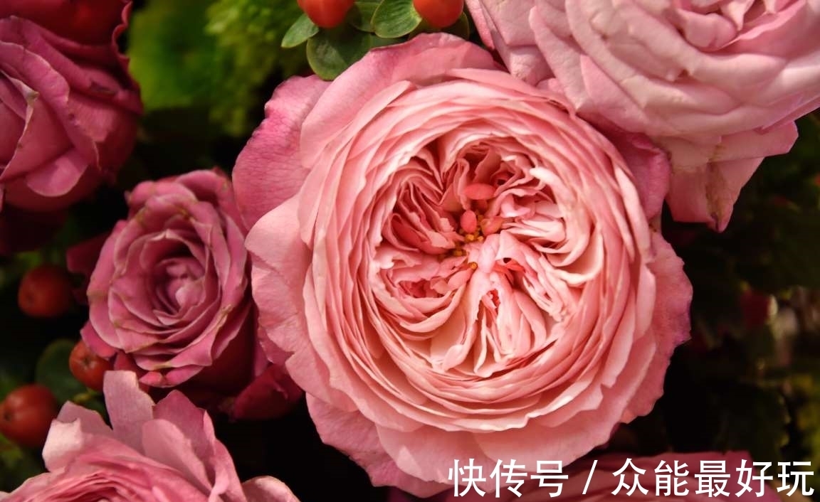 学名|旅行看世界:地球上最稀有的9种花,它们生长在哪儿,您见过吗?