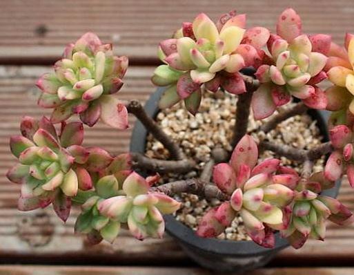 白牡丹|家养多肉,就养这“3种”,叶片肥、颜色艳,养成老桩,价值翻番