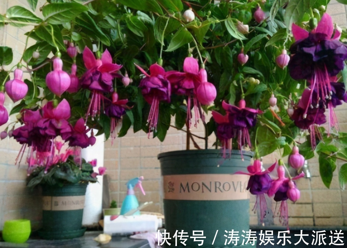 肥料|总结养花“十大问题”，只要学会，你就是养花大神