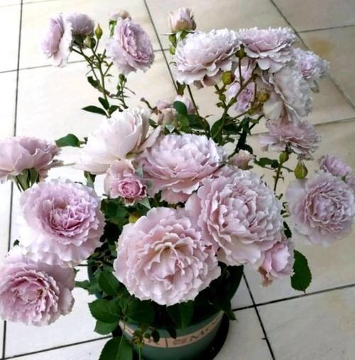 花苞|这个花一开就是300天，一笋能长20个花苞，种一棵四季有花赏！