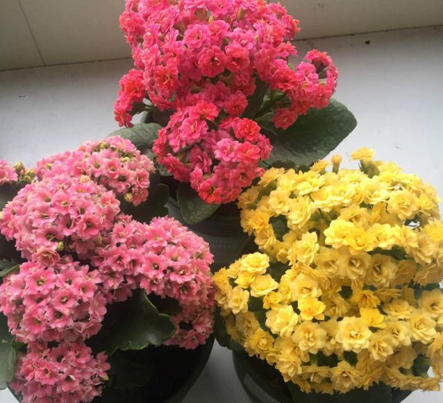 换盆|想给长寿花换盆,避开这个“时间段”,枝繁叶茂,快速恢复开满花