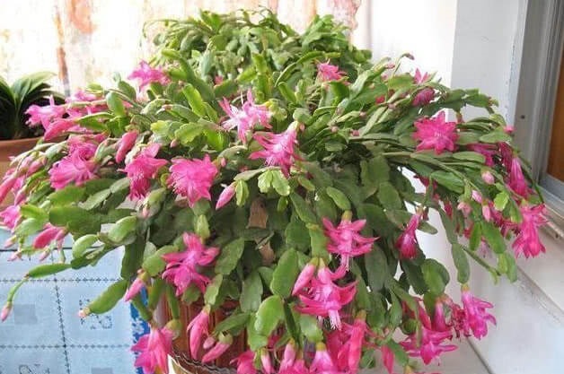 最全面的蟹爪兰养护秘诀，叶片肥厚，颜色鲜艳花苞多，年年开爆盆