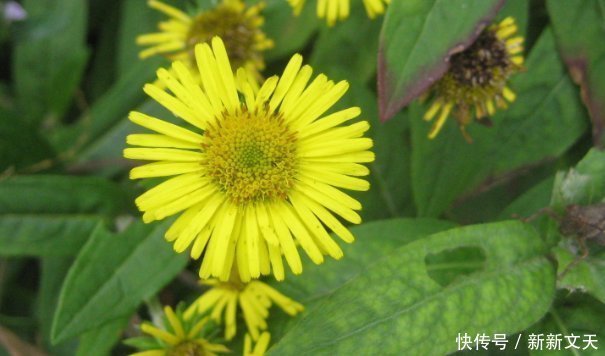 天竺葵|5种适合夏天养的花,香飘满屋,起到驱蚊好效果,让你天天睡得香