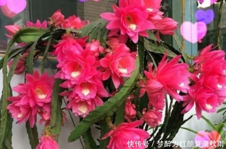 绣球花|几种花养家里真好看,花朵硕大花期长,美不胜收好养活,养花首选