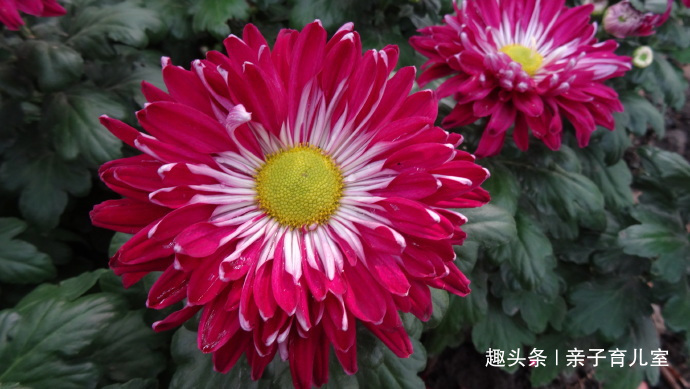 喜欢养菊,那就养“传统名菊”苍海狂龙,花型朴素大方,金黄艳丽