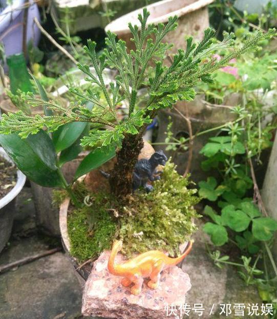 扛把子|在家盆栽5种植物,无需人为打理,是名副其实的''扛把子''