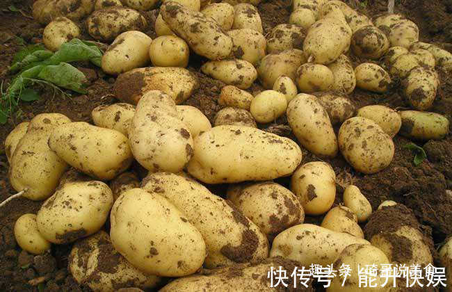发芽|今天才知道，保存土豆这么简单，一年不发芽不变黑，学会试试吧