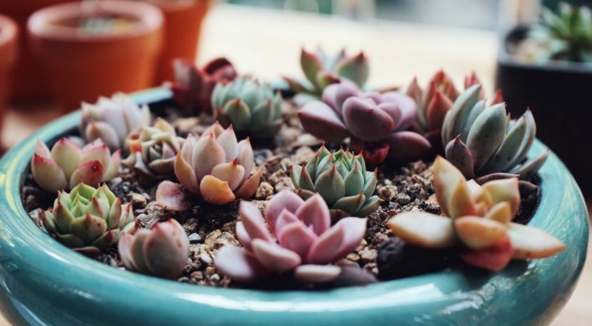 遵循这3大规则,冬天养多肉,家庭盆栽才不会出问题