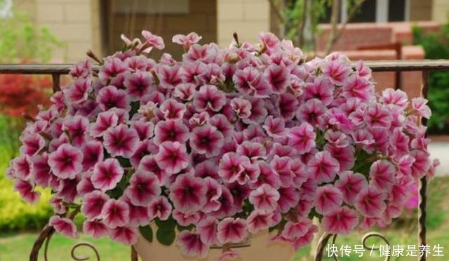 这几种植物就是“开花劳模”,一开就是大半年,美极了!