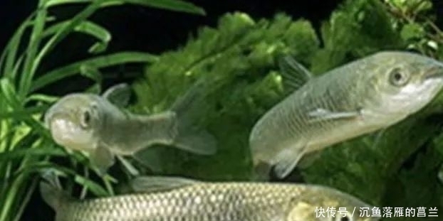 芦苇|钓草鱼3大技巧,赶紧用起来,保证上的都是大草鱼!