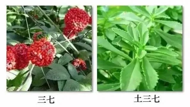 三七粉|药名一字之差，一个治病，一个要命！