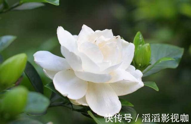 栀子花|栀子花度夏难，几个关键的养护知识你要知道，枝繁叶茂