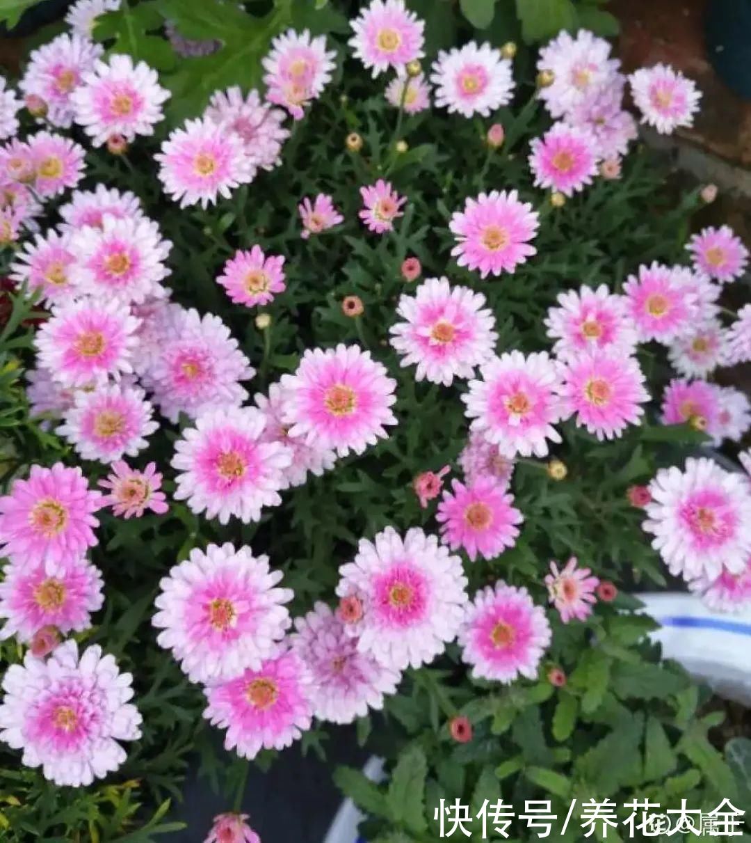 11种常见花，现在扦插，成活率特高